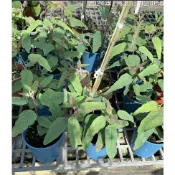 一禪種苗園-香味濃厚驅蚊No1.〈檸檬桉(尤加利)〉香草植物-5吋盆/含有大量香茅醛/具有放鬆抒壓與提神省腦/ANNY