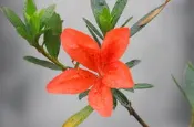 【優勢】日本皋月杜鵑苗~品種名“珊瑚采“