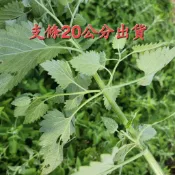 貓薄荷扦插枝條20公分以上18元