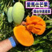 愛馬仕芒果嫁接苗🟡強力矮化.開過花-可陽台產果🟡 土芒果 夏雪芒果 愛文芒果 金煌芒果 芒果 芒果苗 芒果樹苗 矮化芒果