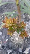 紅芽珍珠羅漢松