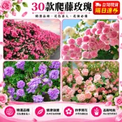 台灣現貨🌹【30款爬藤玫瑰苗】🌹 爬藤薔薇苗 基地直發 藤本月季四季開花木香花詹森藤彩虹粉龍多頭玫瑰花種子濃香型觀賞花卉