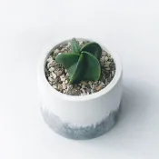 (預購) 墨黑系列 | 五爪琉璃鸞鳳玉 圓形水泥多肉植栽