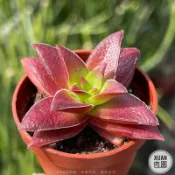 一吋迷你盆【紅葉祭】多肉植物|多肉|景天科｜療癒小物| 組盆|綠手指必備|［Xuan肉園］
