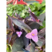 紫錦草/粉色小花快點收集起來（枝條）