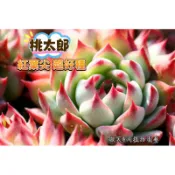 桃太郎 紅葉尖 超好種多肉 微笑多肉植物園藝 新手必備 經典