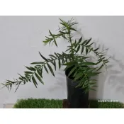 芬氏南洋杉-特價399