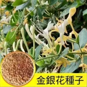 沐耕園|🌿（金銀花種子）|100粒裝|忍冬種子 四季可種植中藥材種子 可食用泡茶種籽 藥用植物花卉種子 庭院室外盆栽種