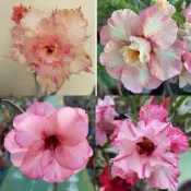 【沙漠玫瑰種子】高發芽率 耐旱植物 珍稀重瓣品系 多肉植物