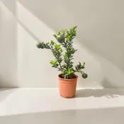 植物空間 八房柑5寸 觀果植物 觀葉植物 水果植物 果苗 果樹