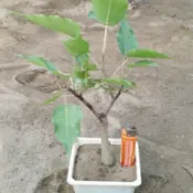 菩提樹 小品盆栽 三吋盆