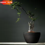  開發票 花盆 水缸 陶瓷缸 魚缸 水培盆 大花盆 陶盆 蓮花盆 陶瓷花盆 荷花盆 盆栽容器 花盆陶瓷 戶外花盆