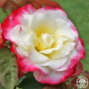 雙喜 Double Delight . 5寸透氣控根盆、7-8寸大！人氣商品！《蟹老闆園藝花卉🤟》月季.玫瑰苗 開花植物
