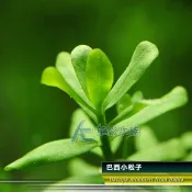 【AC草影】巴西小松子【兩株】水草造景 造景水草 水生植物 中景草 魚缸造景 前景草 中景草 水草造景 魚缸裝飾