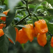 沐耕園|🌶️（哈瓦那橙色辣椒種子）新種上市 （辣）高度約為100-120 CM 果實芳香 高產可觀賞可食用辣椒種子