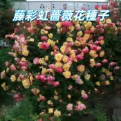 【藤彩虹薔薇花種子】爬藤植物 四季開花 攀援玫瑰花苗 陽台庭院景觀 易活好種 新手適用 台灣氣候適應 多年生花卉