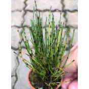 木賊 ｜2吋/3吋～木賊科木賊屬下的一種蕨類植物⋯