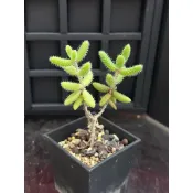 K11 雷童 熊多肉植物5.31