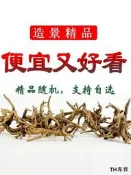天然杜鵑根棲根紫柚木沉木魚缸水草缸樹枝樹根造景沉木一木成景