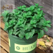 現貨+當日出貨【薄荷種子200粒】超多款薄荷種子驅蚊薄荷 香水薄荷 可食用薄荷種子四季種植好養易活繁殖強庭院盆栽 易爆盆