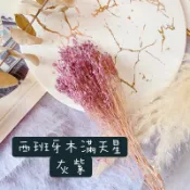 乾燥花素材 進口不彫金雀木滿天星【灰紫】乾燥花束 婚禮佈置 頭飾 素材 插花 攝影道具 極度花 新娘捧花 桌花 胸花