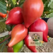 （快速出貨）芒果蜜番茄種子 四季種植 庭院盆栽蔬菜水果種子大果牛心柿子香蕉西紅柿種子四季種植 口感好