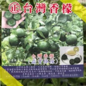 扁食檸檬 請先洽詢 無刺 嫁接苗 台灣香檬 扁實檸檬 台灣青檬 日本長壽果 檸檬汁 檸檬苗 盆栽 樹苗 香檬 山桔子 青
