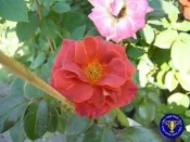 ╭＊田尾玫瑰園＊╯香花植物-中輪豐花玫瑰-(熱可可)