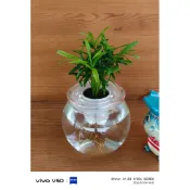 芙羅莉-水耕盆栽-羅漢松小森林