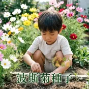 現貨隔日寄 波斯菊種子 大波斯菊籽 秋英種子 19色混合 切花自由 耐旱耐熱 多年生草花 庭院花卉 陽台盆栽 花海種子