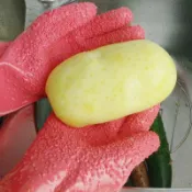 剝皮手套 防滑手套 去馬鈴薯皮手套 去皮手套 安全手套 厚手套 台灣現貨【DP438】