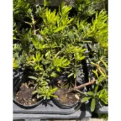 慶平花坊-[滿天星羅漢松]常綠灌木-3吋盆/改善居家風水靈氣/葉子較小較密
