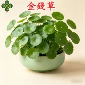 🍀招財金錢草種子 24H發貨🍀 招財進寶轉運 金錢草圓幣草銅錢草種子 水生盆栽室內綠化 水培土培均可 新手必備 風水植物