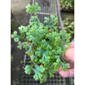 螢光藍蕨/藍草｜3吋盆～空氣淨化蕨類植物⋯