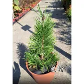 一禪種苗園-針葉濃綠/四季常青〈黑松(白芽松)〉常綠喬木-5/6吋盆/傳統盆景之一