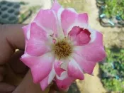 ╭＊田尾玫瑰園＊╯玫瑰花--(聖火)