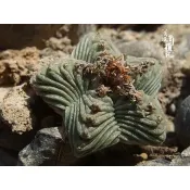 【塊根英雄】五星花籠種子/Aztekium valdezii/仙人掌科/皺稜球屬/尖狀球稜整體呈現五星狀的花籠品種