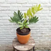 沐耕園|✔💯【鐵樹種子】鐵樹盆栽 精選種籽 鳳尾蕉鐵樹叉葉鐵樹新種子 觀賞綠林室内外 可盆栽