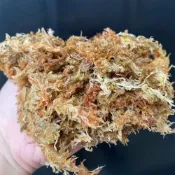 (店+)【欣榮園藝資材行】全館599免運 超五星智利水草 己過篩挑檢去雜質 1公升 水苔 分裝包 蕨類 鹿角蕨 蘭花