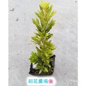 初花農場3店|金皇冠羅漢松|全日照植物|3.5吋盆|----定價120特價100