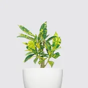 │ 犀力系列 │ 灑金變葉木 - 水耕盆栽 自動補水 室內植物