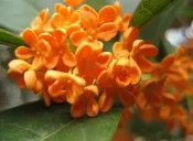 狀元紅(桂花王.武籐桂花王.紅桂花繁育場)
