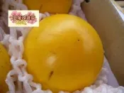 ╭＊田尾玫瑰園＊╯ 新品種水果苗-(大果黃金果)-比一般黃金果大很多
