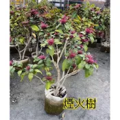 霏霏園藝煙火樹一棵特價2800元 原價3600元