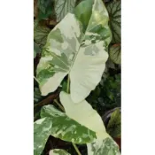 斑葉姑婆芋 Alocasia macrorrhiza Variegated