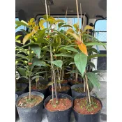 霏霏園藝  馬仕特山竹嫁接苗砧木也馬士特苗來嫁接的一棵特價5600原價8000元