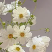 現貨🏵️【新品波斯菊種子】19色波斯菊種子套裝/從復古杏到巧克力色/耐旱耐熱超好養/實現切花自由/不挑土壤病蟲少/生長