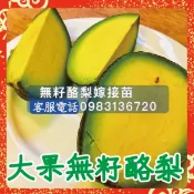 🔥【大果無籽酪梨】嫁接苗非拇指酪梨 哈斯 甜酪梨 富爾德 平克頓 黑美人 嘉選 加林 秋可 厚兒 九五 早生 中生 露拉