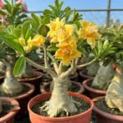在地小農家 沙漠玫瑰 重瓣品種 嫁接5寸盆（金蓮花）