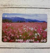 *:＊╮莎布窩╭＊:* 公車卡 公車票 (波斯菊花海 福壽山農場) A0157